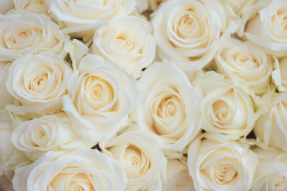 Светлые розы