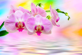 Орхидея над водой