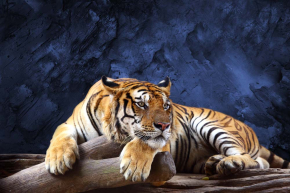 Картини Тигр