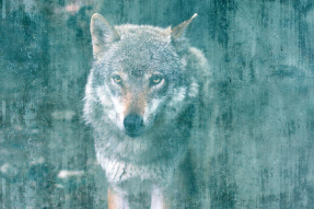 Волк на фоне штукатурки