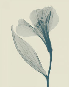 Фотообои Нежный цветок