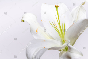 Белая лилия