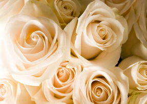 Нежные розы