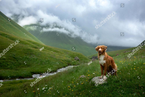 Пес на природе