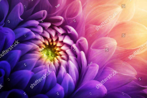 Яркая хризантема