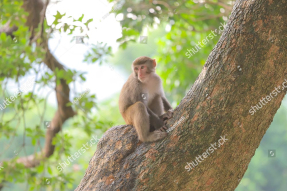 Обезьяна на дереве