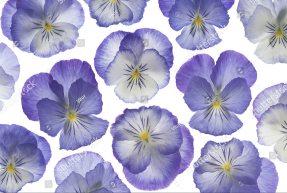 Нежные анютины глазки