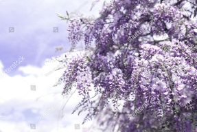 Нежная глициния