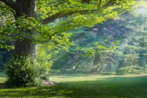 Лес и лучики солнца