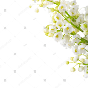 Нежные ландыши