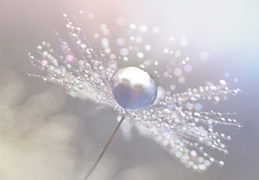 Одуванчик с каплей росы