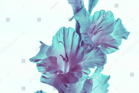 Неоновые гладиолусы