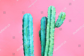 Яркие кактусы