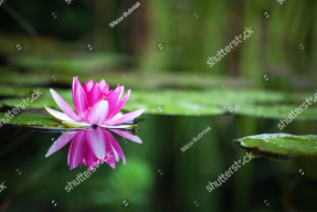 Лилия на воде