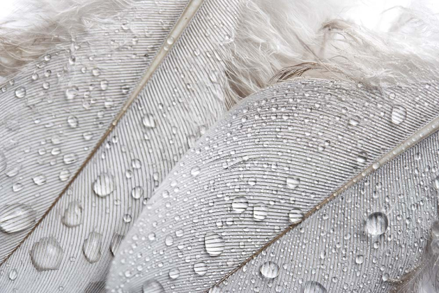 Роса на перьях