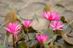 Кувшинки на воде