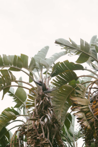 Банановые листья