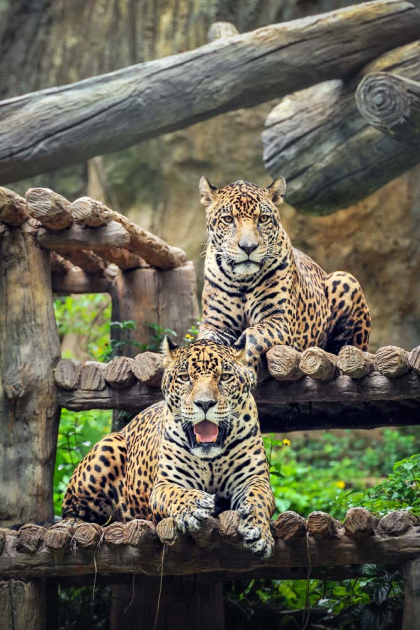 Леопарди