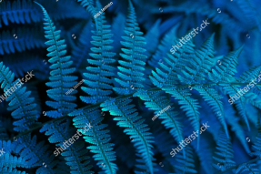 Листья папоротника