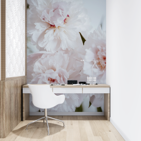 Белые пионы