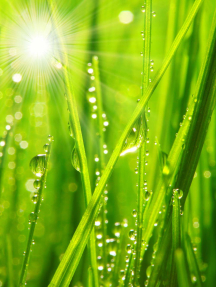 Трава в росе