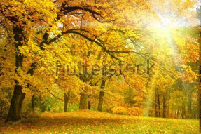 Осенний лес