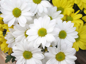 Хризантемы