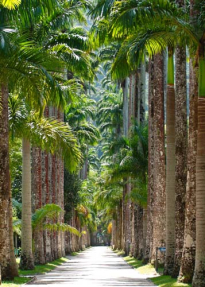 Тропинка с пальмами