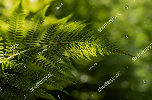 Папоротник