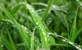 Трава в росе