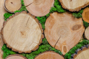 Срубы деревьев