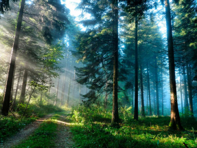 Дорога в лесу