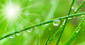 Роса на траве