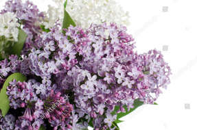 Ветка сирени