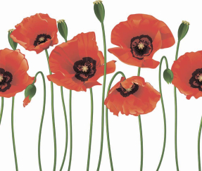 Красные маки