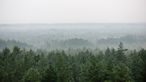 Утренний лес