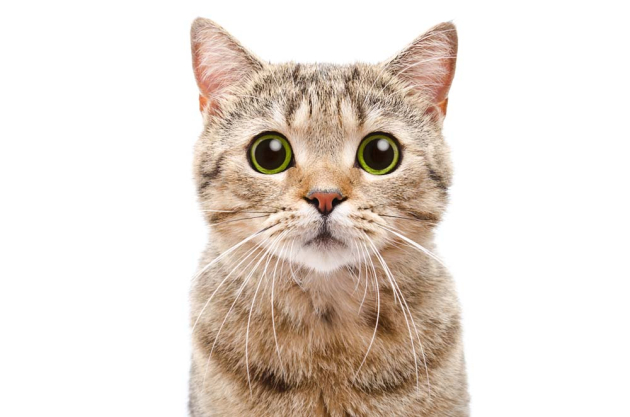 Котик