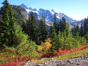 Сосны в горах