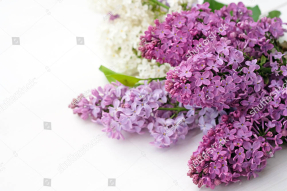 Ветки сирени