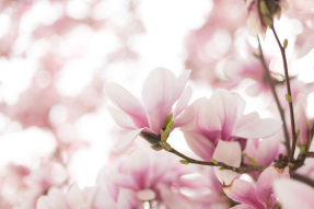 Ветка магнолии