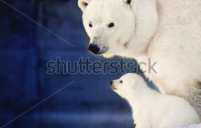 Белые медведи