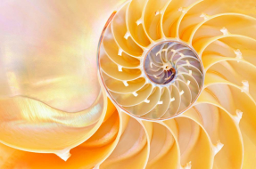 Золотая ракушка