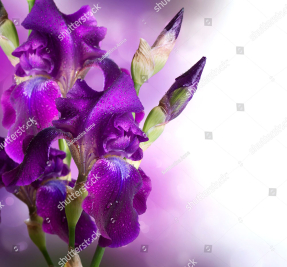 Фиолетовые ирисы