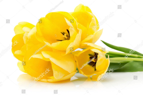 Желтые тюльпаны