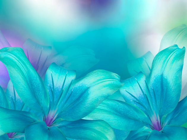 Голубые лилии
