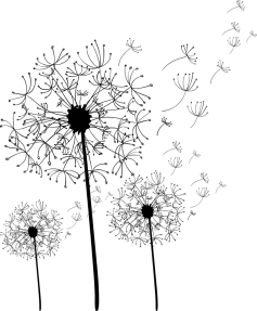 Одуванчики