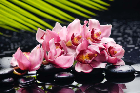 Розовые орхидеи