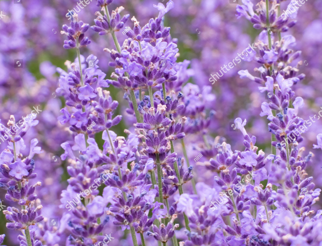 Цветущая лаванда