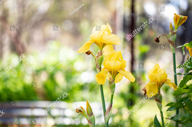 Желтые ирисы