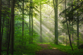 Солнечные лучи в лесу